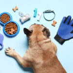 Akcesoria dla psa: lista rzeczy, które realnie ułatwiają życie opiekunowi i psu