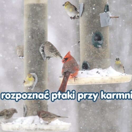 Jak rozpoznać ptaki przy karmniku? Atlas najczęstszych gatunków w Polsce