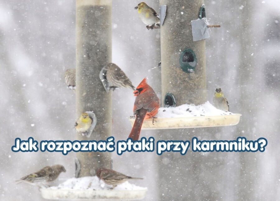 Jak rozpoznać ptaki przy karmniku? Atlas najczęstszych gatunków w Polsce