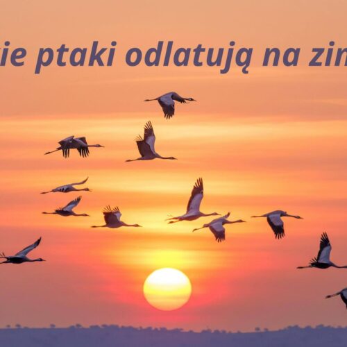 Jakie ptaki odlatują na zimę? Odkryj fascynujące migracje ptaków