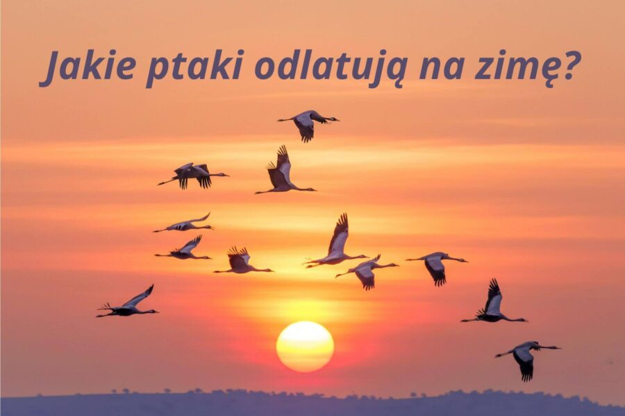 Jakie ptaki odlatują na zimę? Odkryj fascynujące migracje ptaków