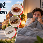 zwalczanie pluskiew w Łodzi