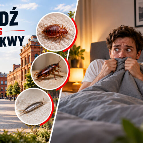 Pluskwy w mieszkaniu w Łodzi – jak skutecznie pozbyć się problemu?